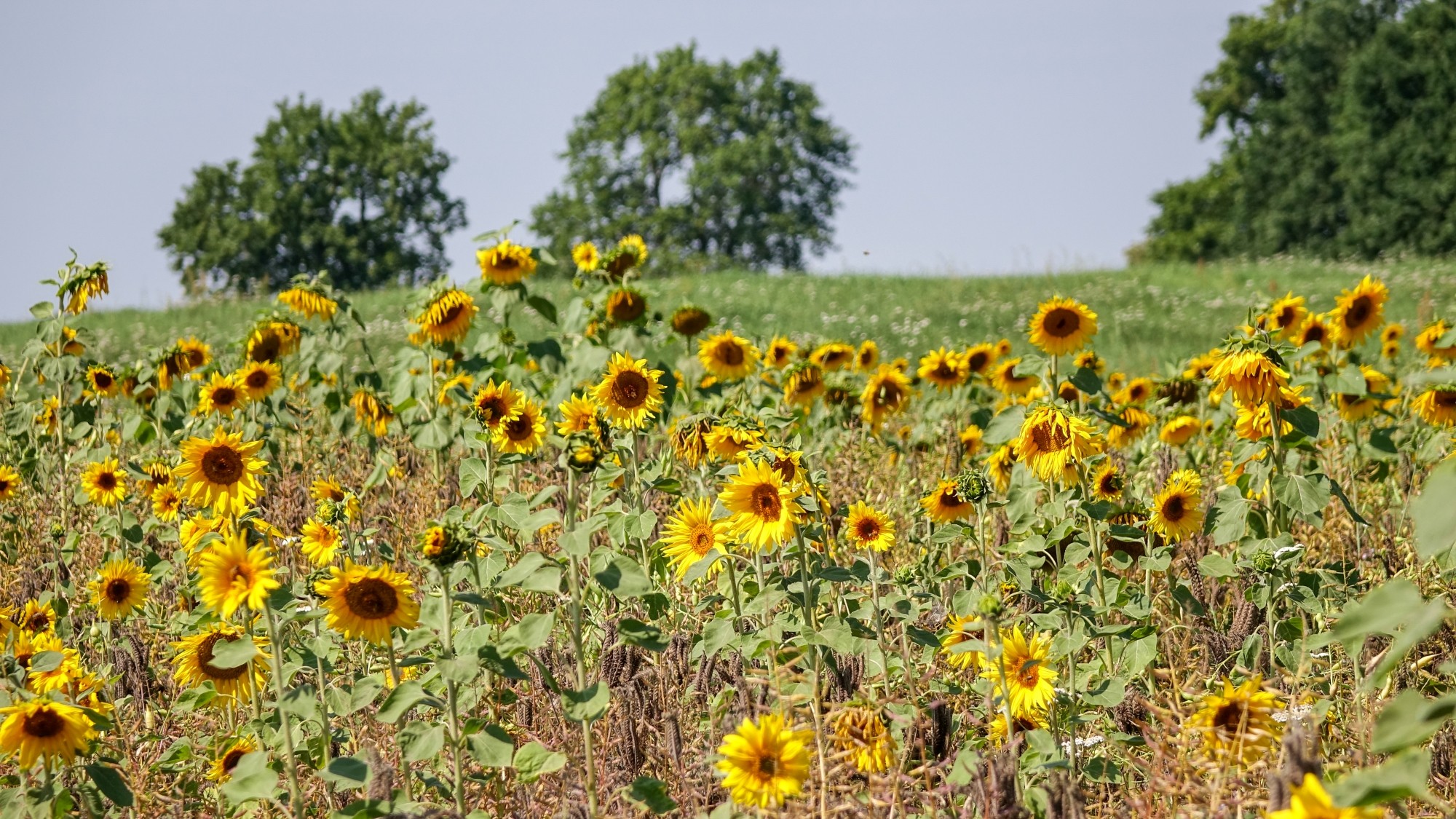 Wakacje minionych lat - zdjęcie 25