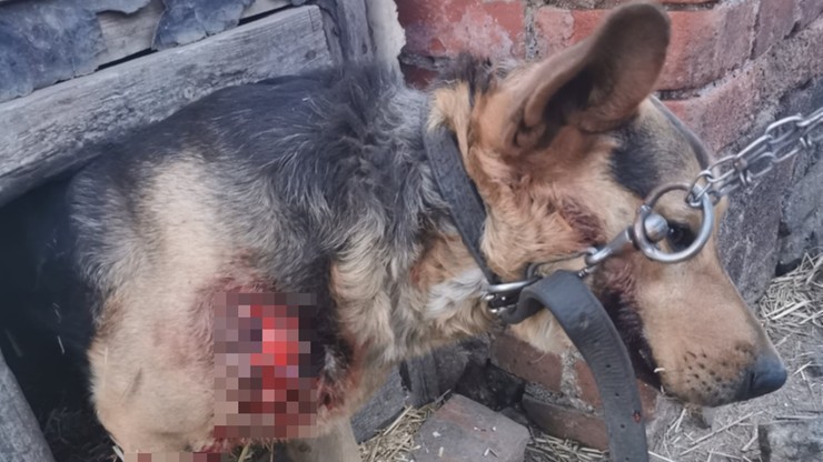 Sołtys wsi Wirki usłyszy zarzuty znęcania się nad psem. Grozi jej nawet 5 lat więzienia