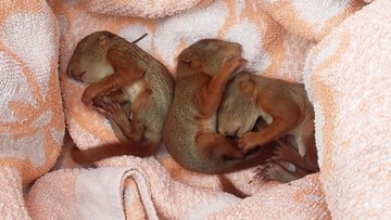 Trzy małe wiewiórki uratowane przez mieszkankę Warszawy