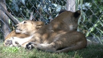 Dzięki pionierskiej operacji lew został tatą. Małe lwiątka przyszły na świat w Chile