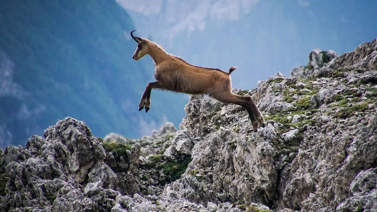 W Tatrach trwa akcja liczenia kozic. Przyrodnicy wyruszyli w góry o świcie