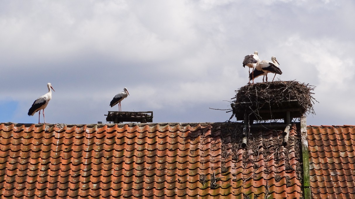 Bociania wioska - zdjęcie 29