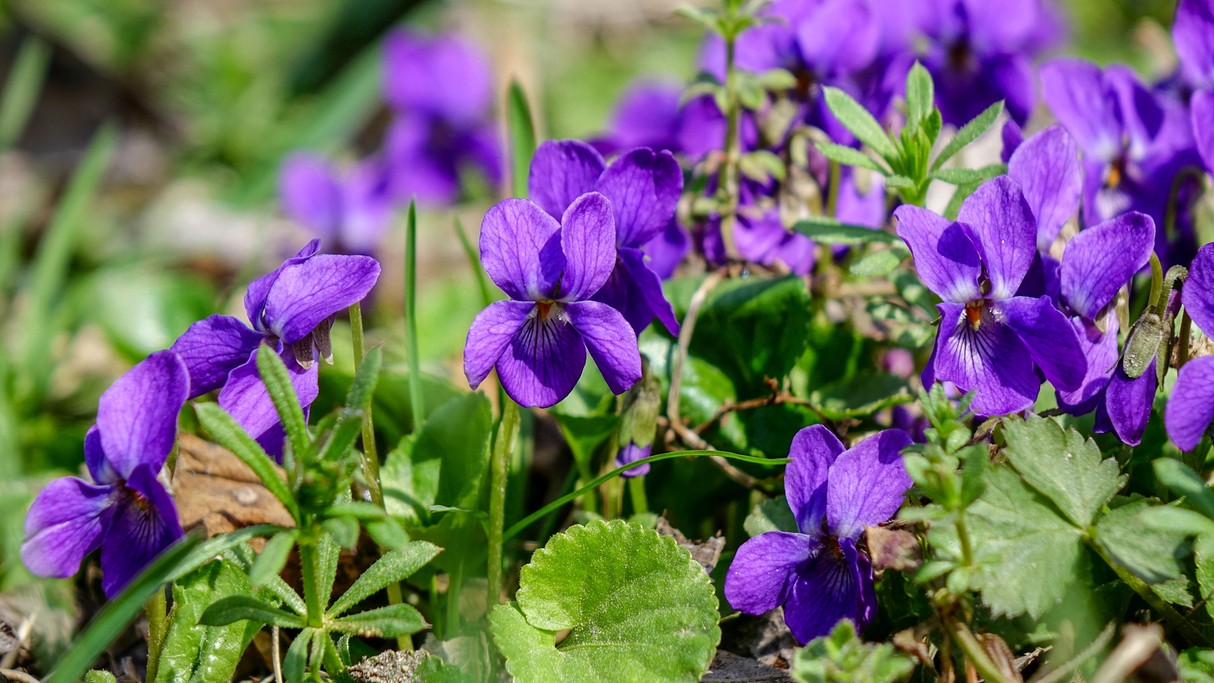 Kwiecień w obiektywie - zdjęcie 27