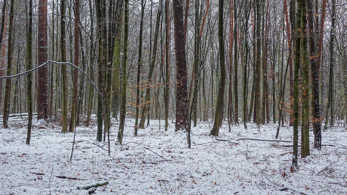 Styczeń w obiektywie - zdjęcie 66