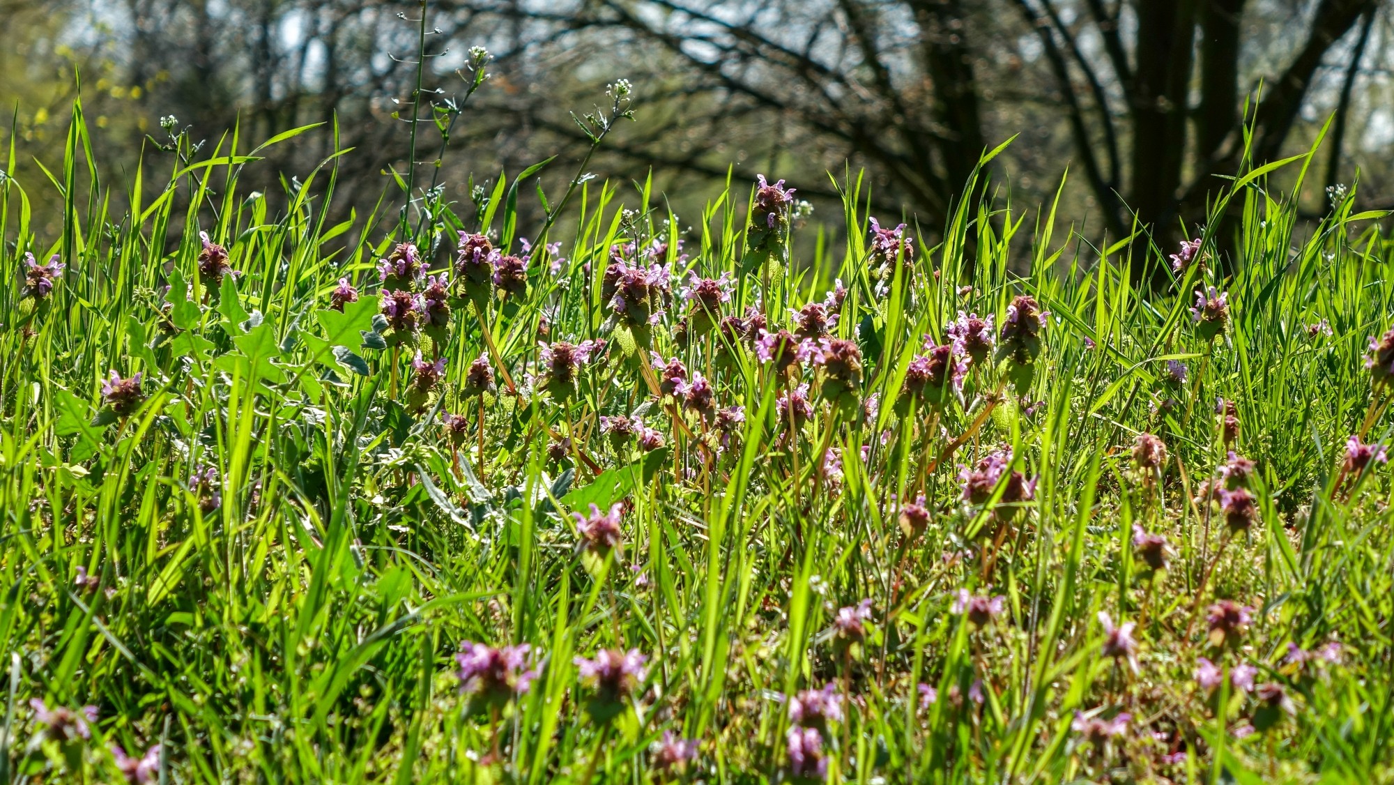 Kwitnąca wiosna - zdjęcie 31
