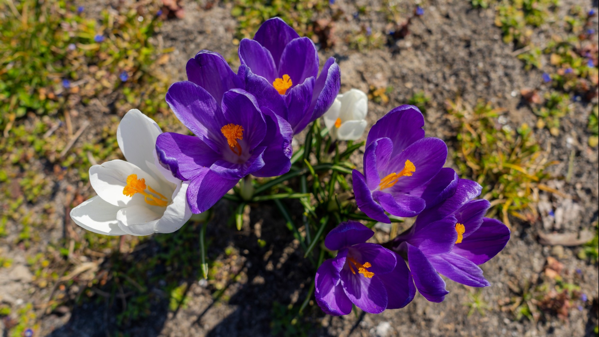 Kraina krokusów - zdjęcie 4