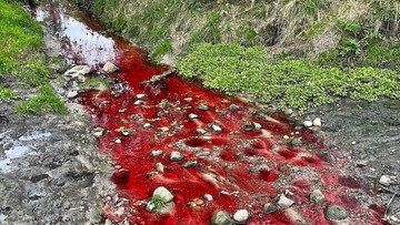 Czerwona woda w łódzkiej rzece. Zanieczyszczenie badają służby  