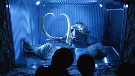 Na Syberii odkryto zachowane w idealnym stanie szczątki mamuta. Posłuży do klonowania