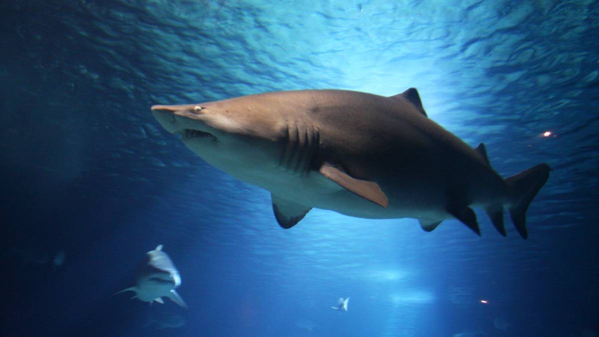 Złapał na wędkę rybę, która ważyła ponad tonę. Fot. Pixabay.