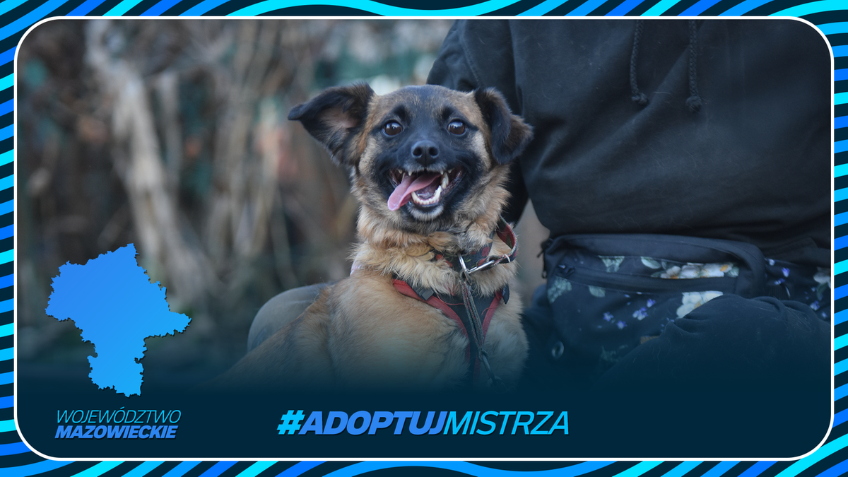Uśmiechnięty pies siedzi obok osoby w ramce graficznej z mapą województwa mazowieckiego i hasłem #ADOPTUJ MISTRZA