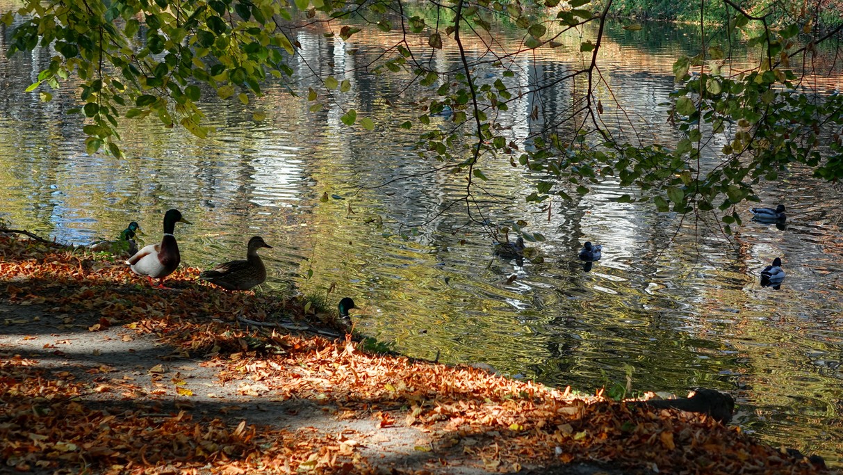 Barwy jesieni - zdjęcie 13