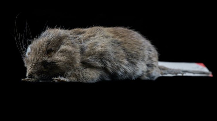 Australia. Odnaleziono myszy Pseudomys gouldii. Gatunek uważany był za wymarły