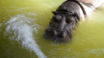 Nie żyje Hipolit - najstarszy w Europie hipopotam nilowy