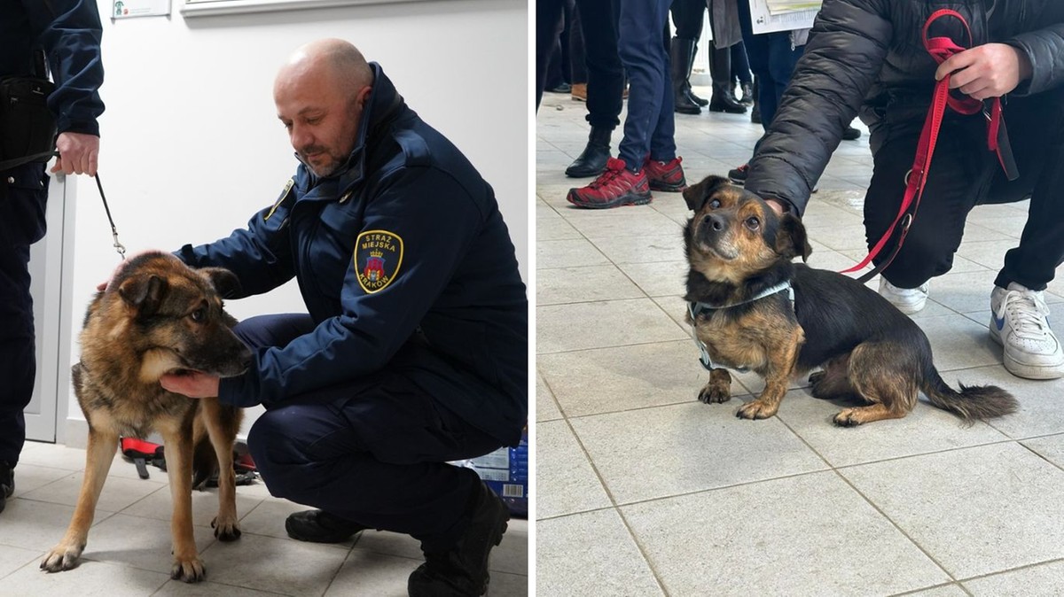 Krakowskie schronisko zakończyło "akcję mrozy". Jednego psa przygarnęła Straż Miejska