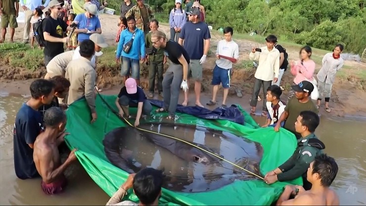 Kambodża. Wyłowiono największą na świecie rybę słodkowodną. Waży 300 kg