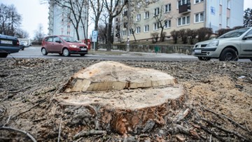 Prezes PiS zapowiada zmianę przepisów dot. wycinki drzew