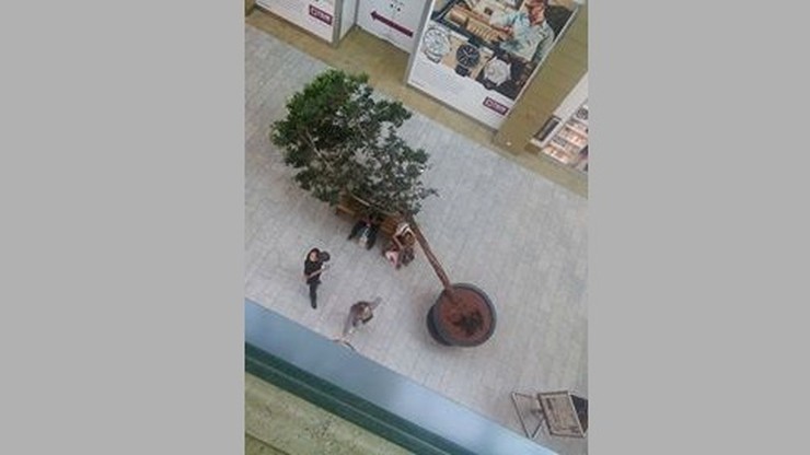 Przewrócone drzewo w galerii handlowej w Krakowie