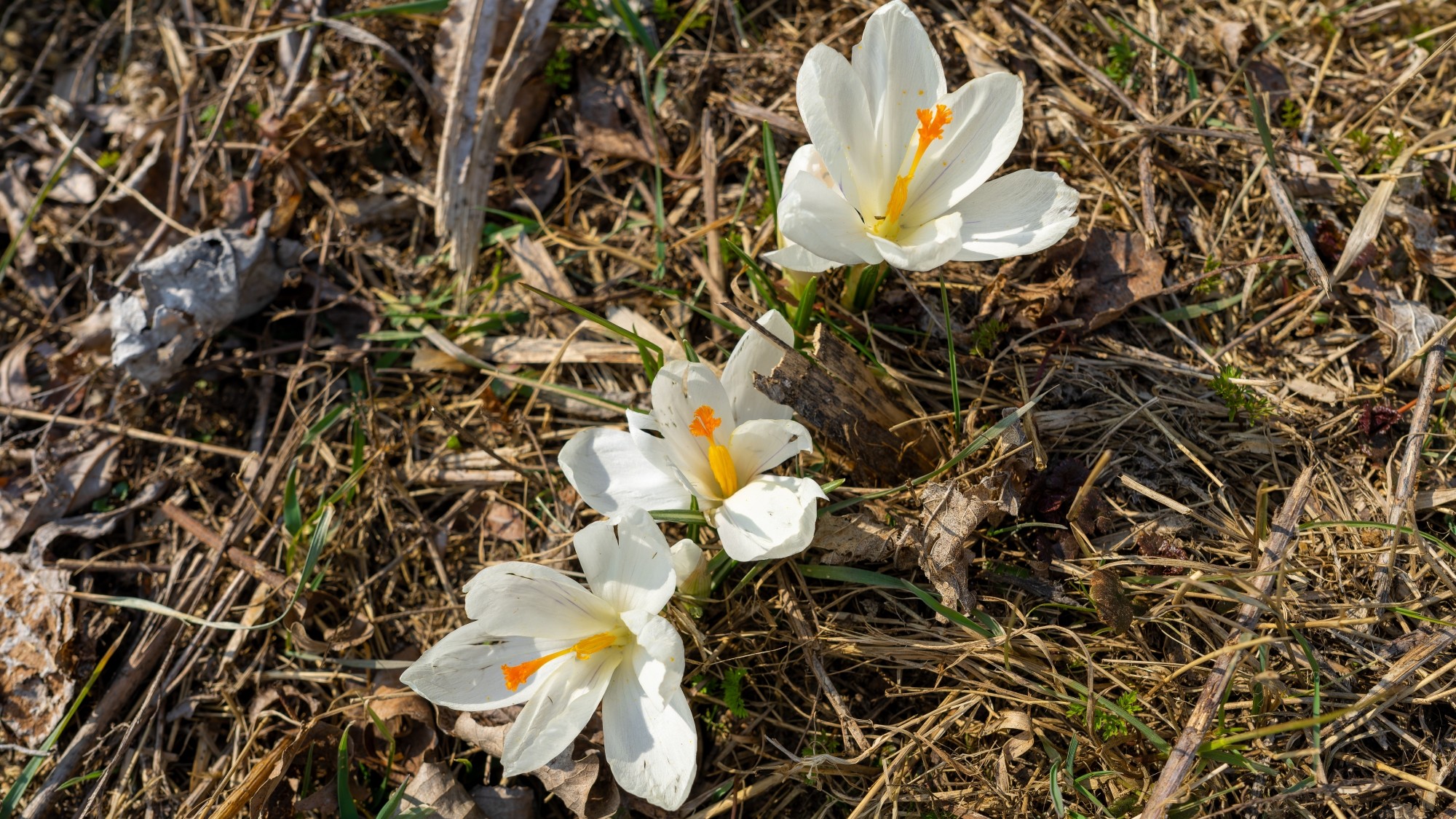 Kraina krokusów - zdjęcie 7