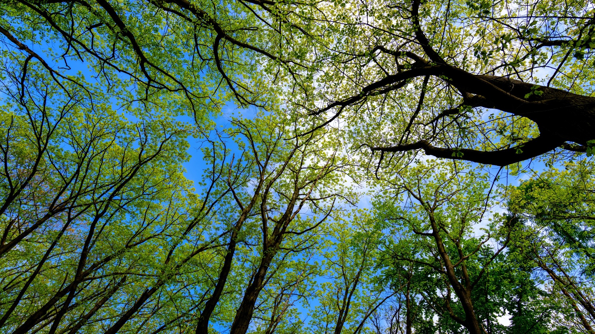 Zachwycający maj - zdjęcie 20