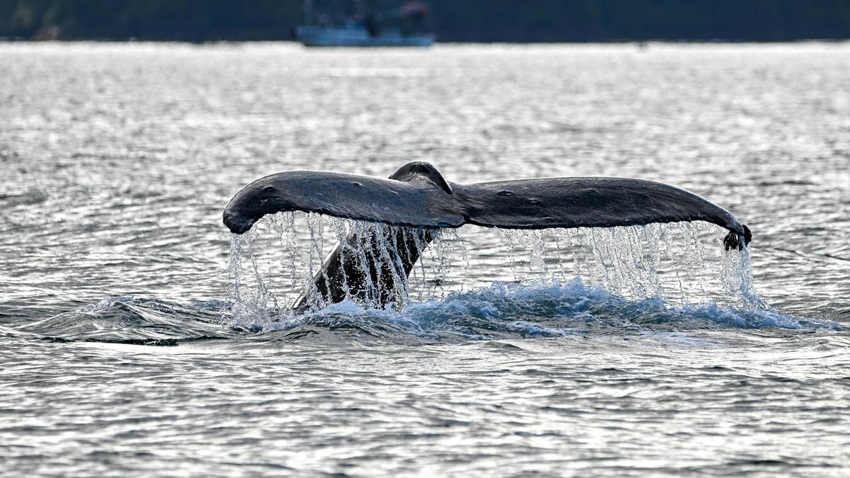 Orki w Zatoce Kalifornijskiej opracowały taktyki polowania na rekiny