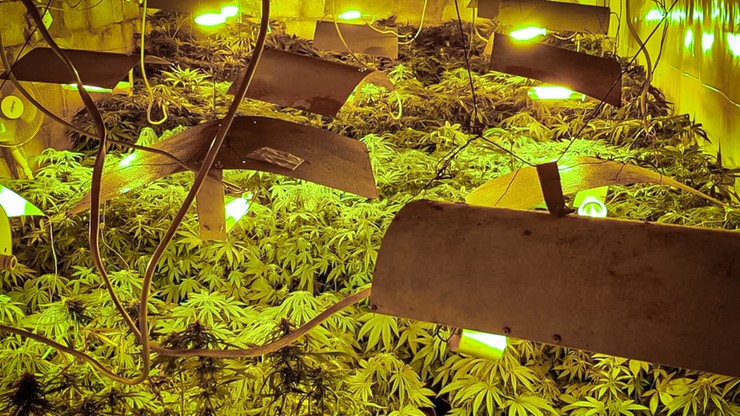 Plantacja marihuany ukryta pod ziemią. Podejrzany wyskoczył przez okno