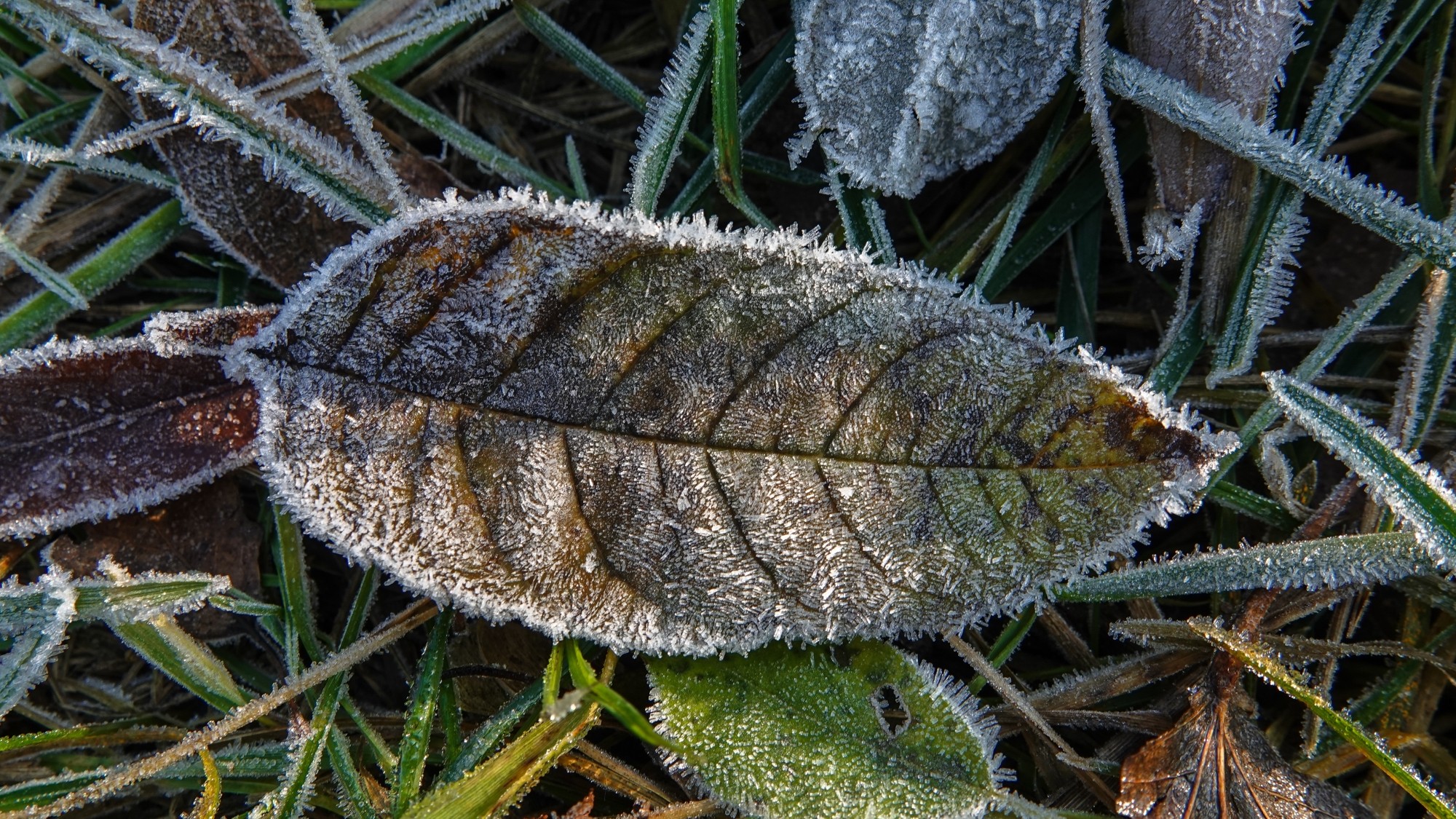 Szron pod lupą - zdjęcie 33