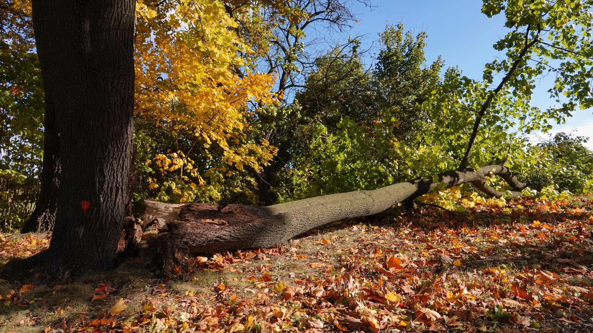 Wichura w Polsce - zdjęcie 16