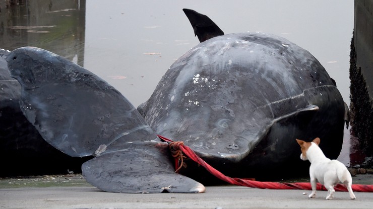 Martwe wieloryby na holenderskiej plaży