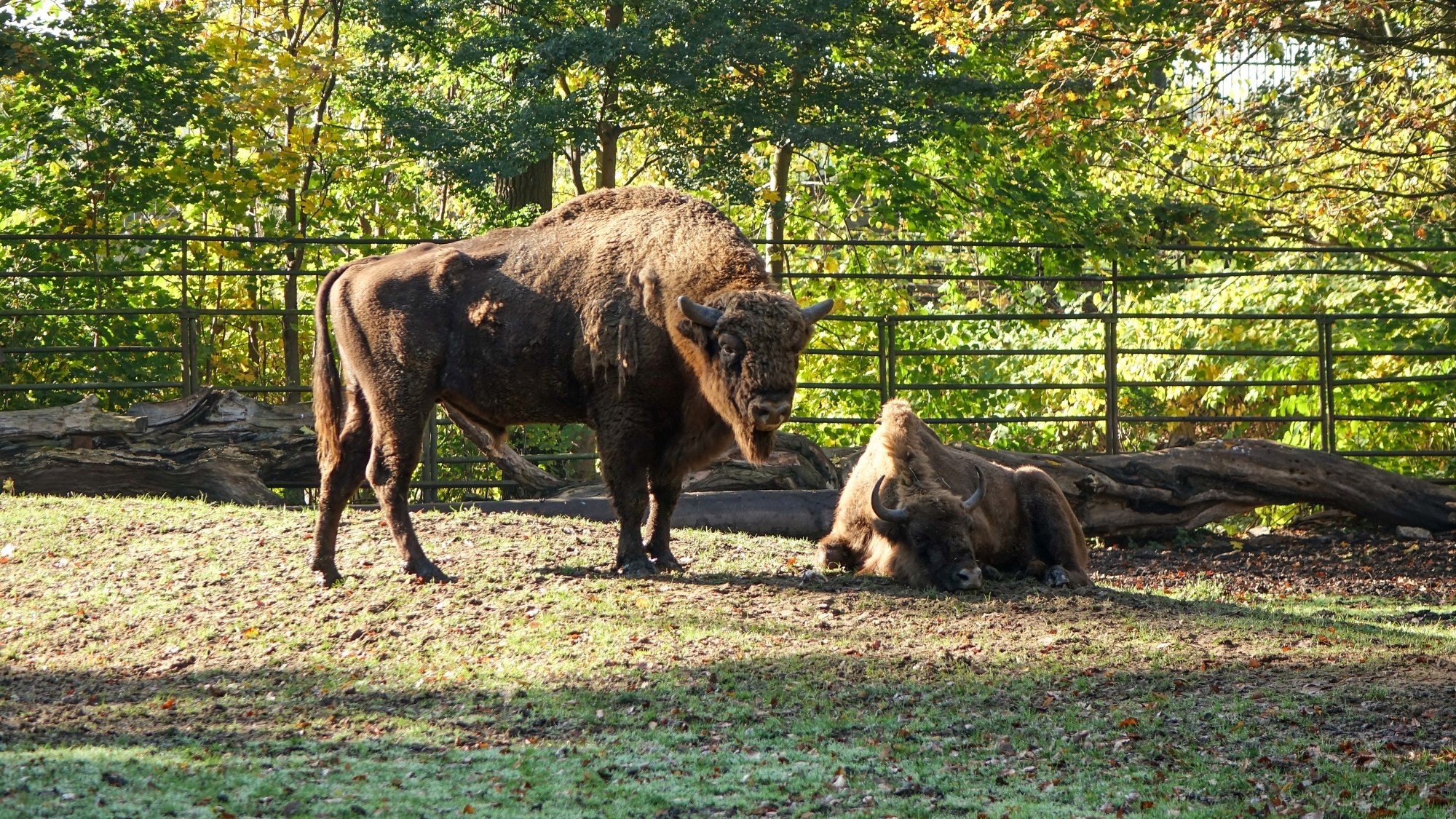 Z kamerą wśród zwierząt - zdjęcie 44