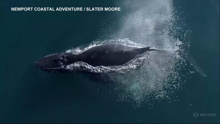 "Stories" z wielorybem. Humbak pozwolił ludziom na nagrywanie smartfonami
