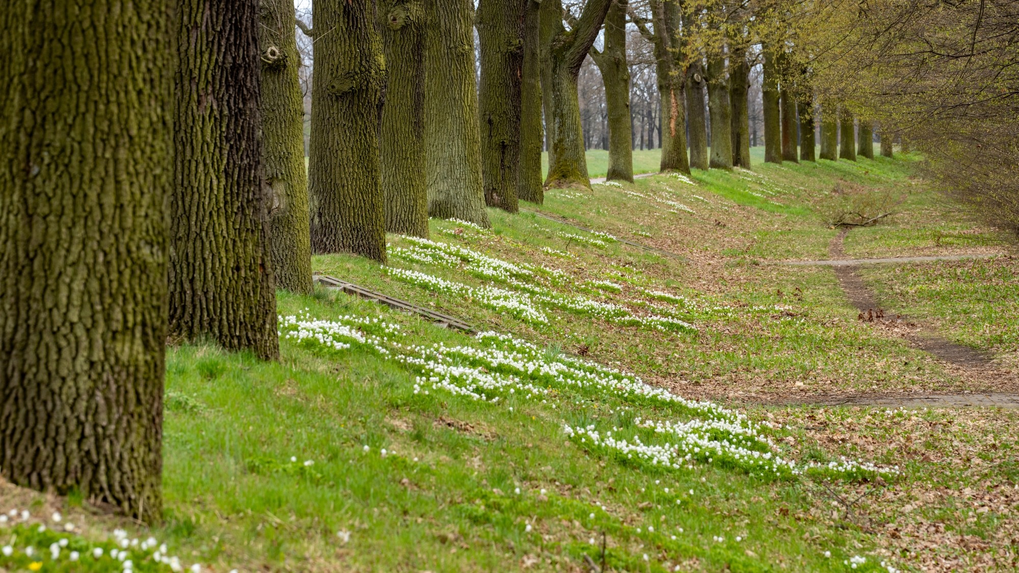 Miejska przyroda - zdjęcie 47