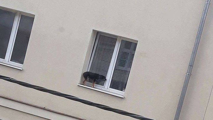 Zamykali psy na okiennym parapecie. Interweniowała policja i fundacja dla zwierząt