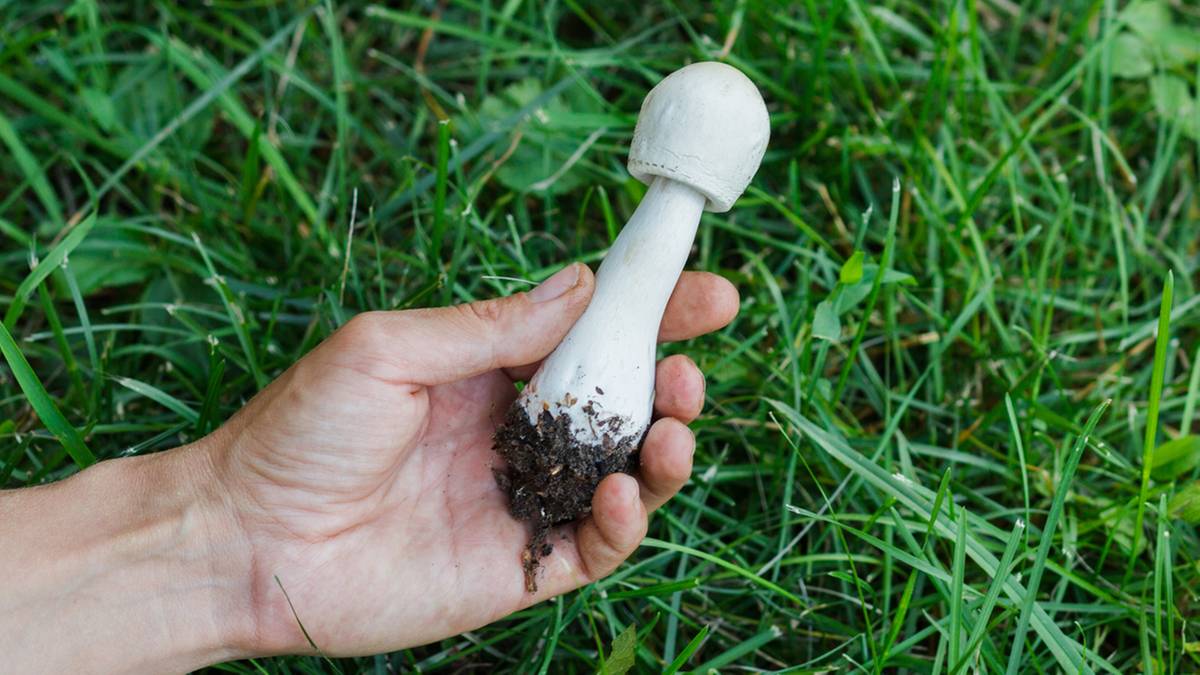 Muchomor jadowity, potocznie nazywany 