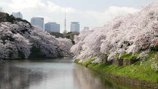 16.03.2023 05:58 Tego jeszcze w Japonii nie było. Drzewa wiśni zakwitły najwcześniej w historii. Co to oznacza?