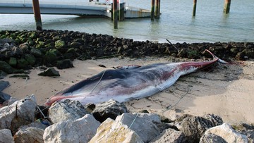 15-tonowy wieloryb utknął na mieliźnie