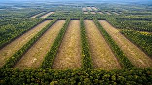 03-11-2025 05:59 Wycinają jedną z największych puszczy w Polsce. Wiemy, co tam będzie