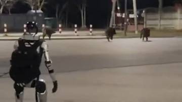 Robot humanoidalny Edward Warchocki biegnie ulicą za grupą dzik&oacute;w.