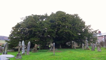 Najstarsze drzewo w Wielkiej Brytanii zmienia... płeć