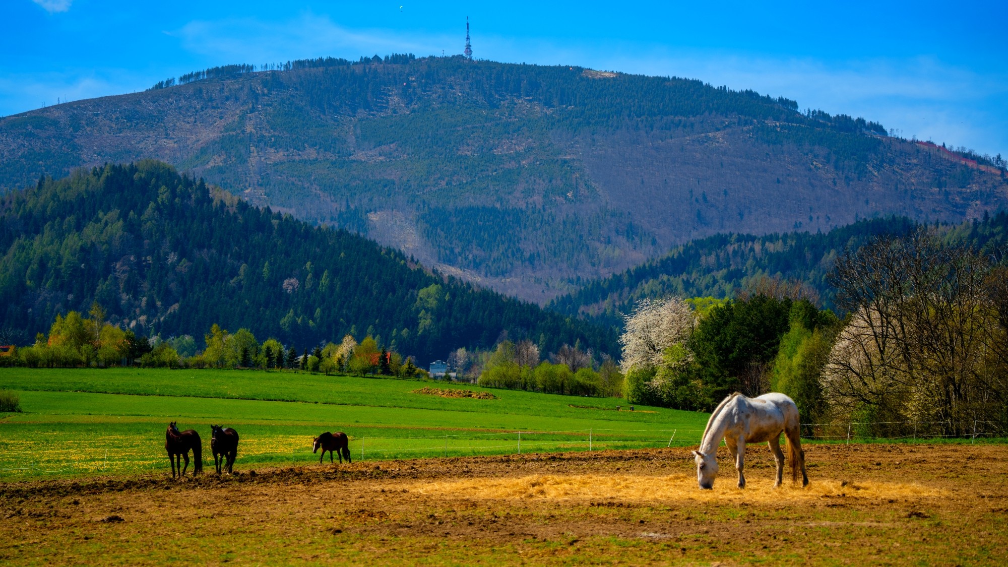 Zachwycający maj - zdjęcie 24
