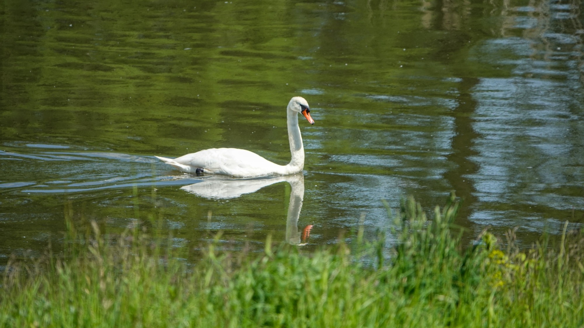 Z kamerą wśród zwierząt - zdjęcie 67