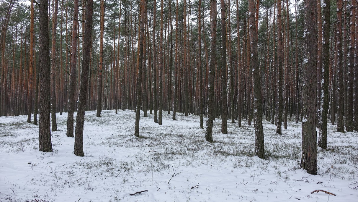 Styczeń w obiektywie - zdjęcie 71
