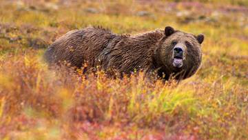 Żołnierze USA zaatakowani przez niedźwiedzia. Mieli przy sobie tylko gaz pieprzowy