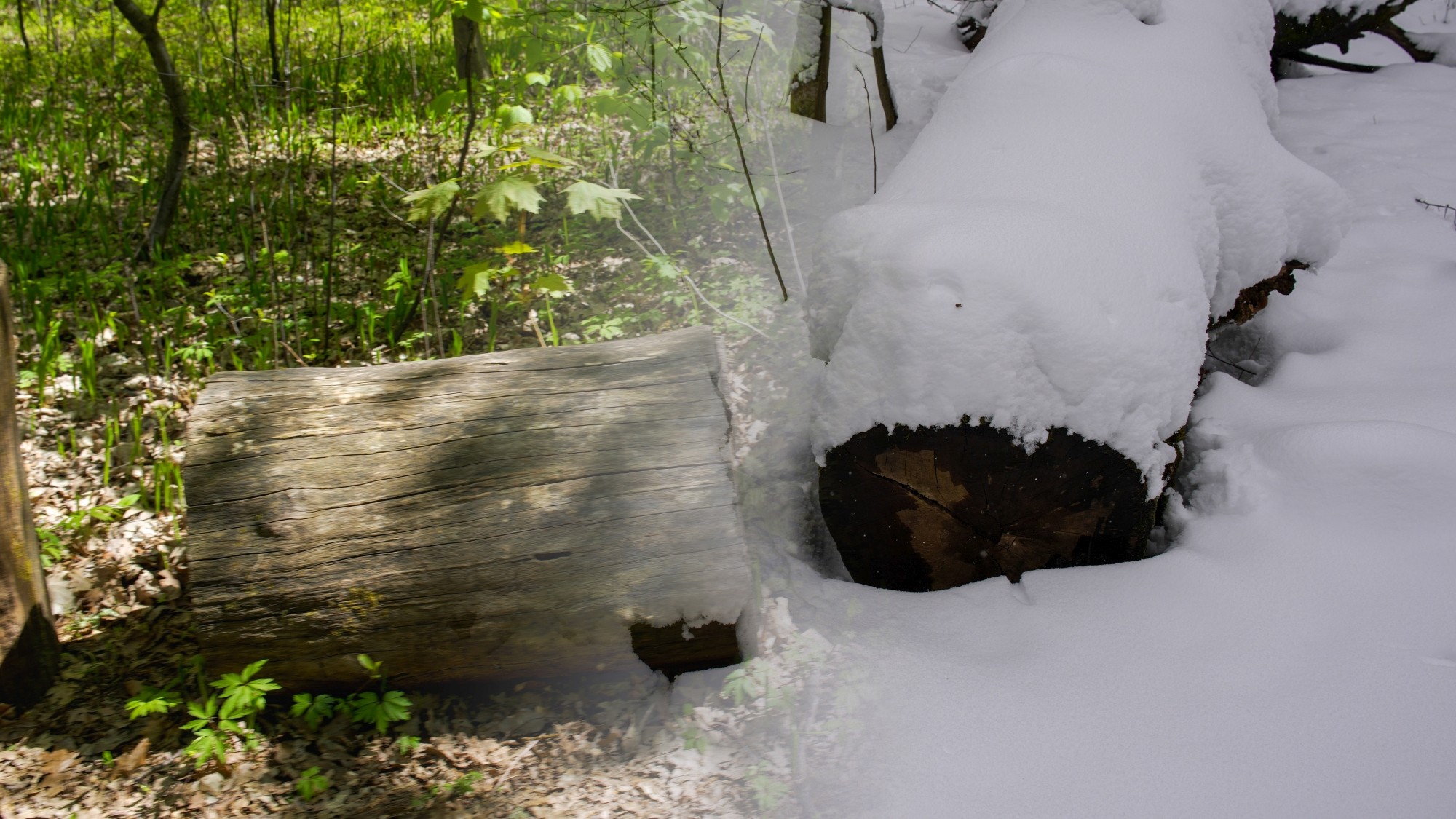 Porównanie wiosny i zimy - zdjęcie 12