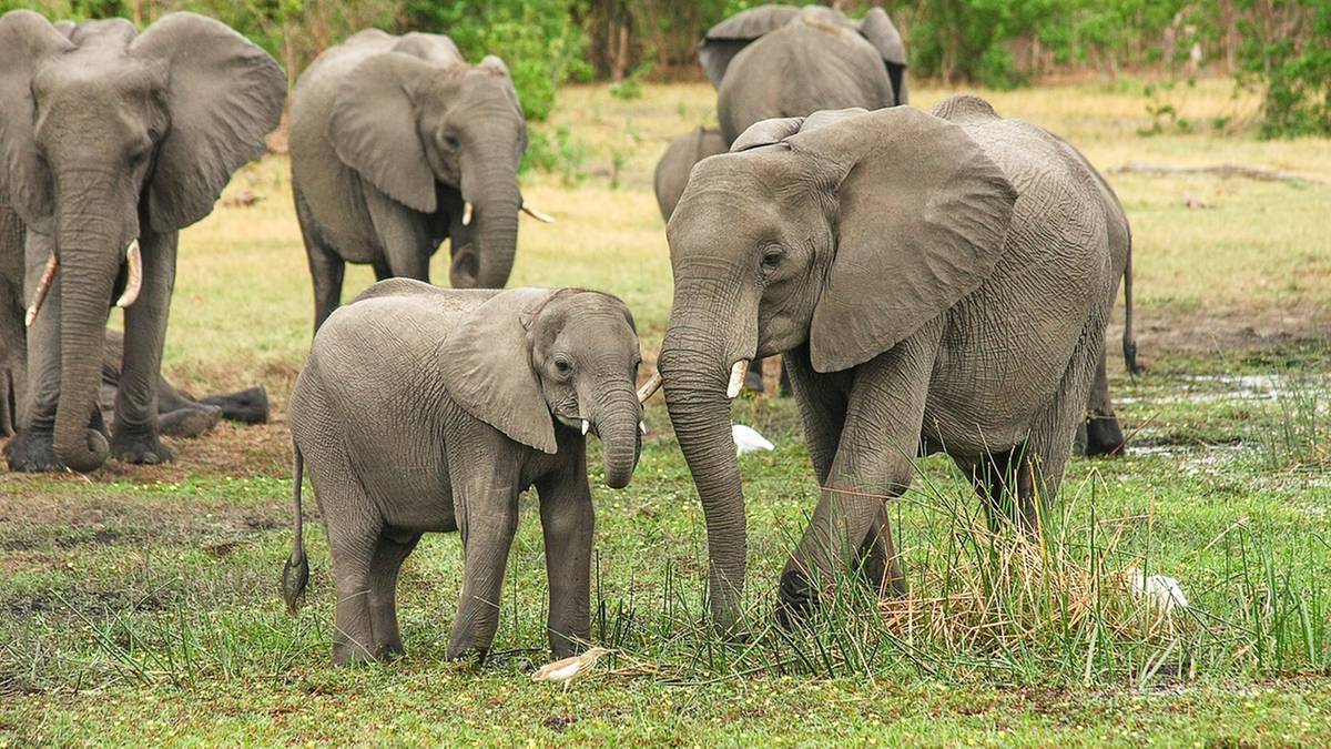Spięcie na linii Botswana - Niemcy. Grożą wysłaniem 20 tysięcy słoni