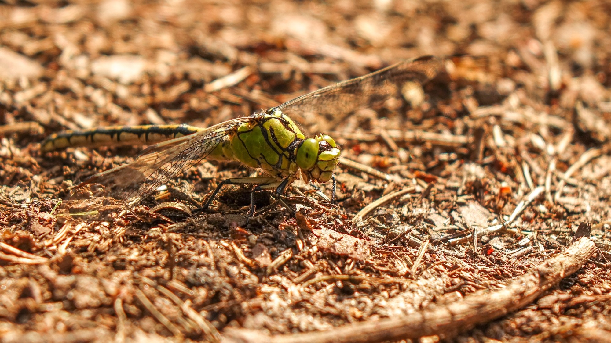 Z kamerą wśród zwierząt - zdjęcie 64