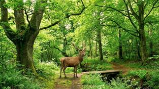 23-03-2026 03:59 Zapierające dech lasy w Polsce. Wśród nich jedyny taki w Europie