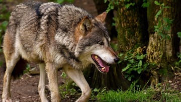 Jest stanowisko GDOŚ w sprawie ochrony wilków