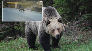 Niedźwiedź biegał po ulicy. Ostrzeżenie dla mieszkańców polskiej wsi