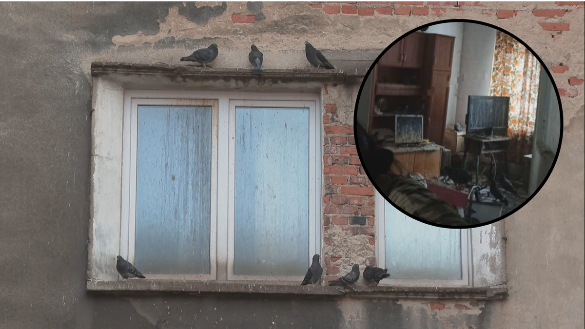 Gołębie siedzące na parapecie i murze starej kamienicy, z okrągłym wstawieniem pokazującym wnętrze zaniedbanego mieszkania.