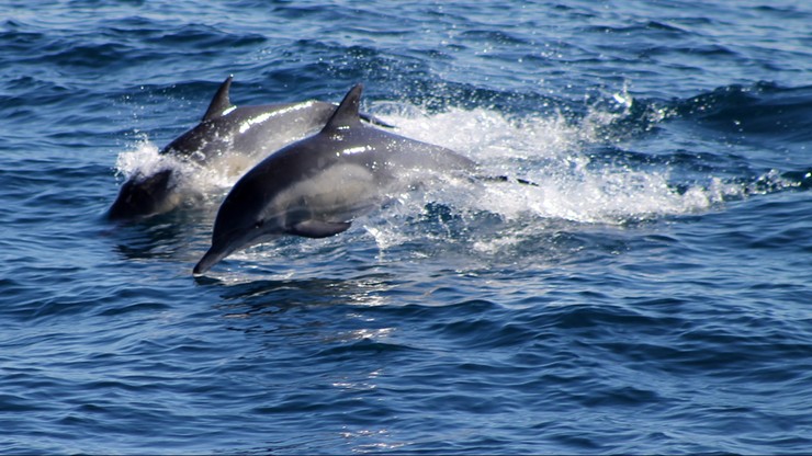 Morze Czarne. Biolog: co najmniej 3 tys. delfinów zginęło na skutek wojny
